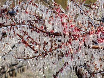 OBVESTILO O PRIČETKU OCENJEVANJA ŠKODE NA TRAJNIH NASADIH ZARADI POSLEDIC POZEBE V LETU 2025