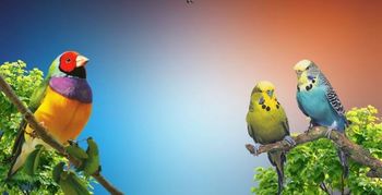 DRUŠTVO ZA VARSTVO IN VZGOJO PTIC NOVA GORICA