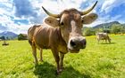SAVINJSKA VETERINARSKA POSTAJA