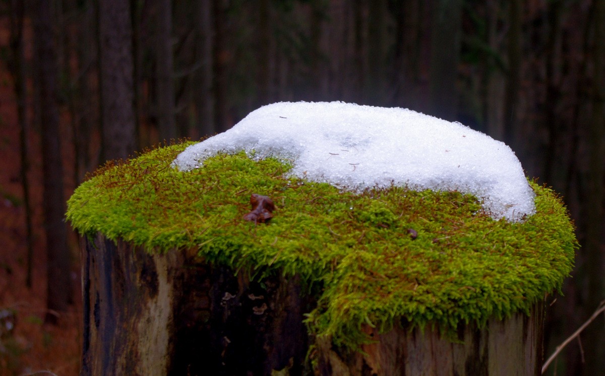 KULTURNO DRUŠTVO LITER.MEŽ.DOLINE